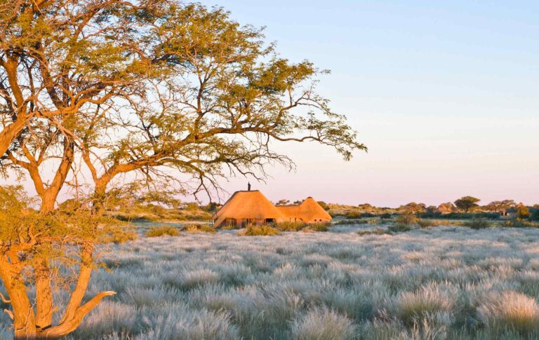 Altes Baum und Hütten im offenen Buschland.