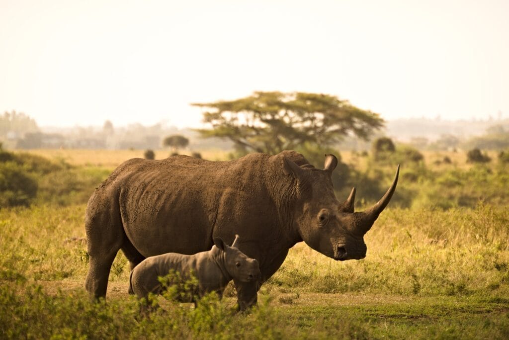 Nashorn mit Jungtier auf Safari in Afrika, Tierwelt und Naturlandschaften.