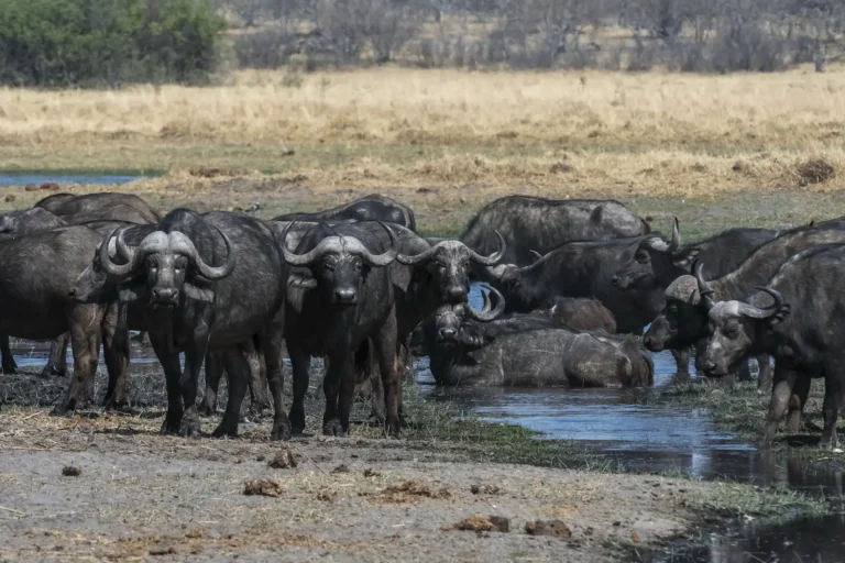 Büffel in der Savuti Region