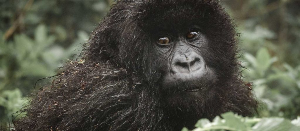 Alt: Nahaufnahme eines Gorilla-Babys in seinem natürlichen afrikanischen Lebensraum.