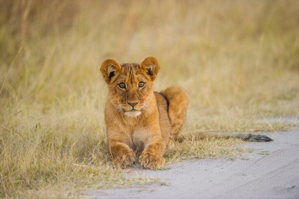 Mutiger Löwenwelpe auf Safari in Tansania.