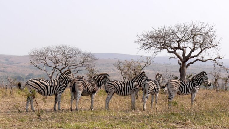 Zebraherde in Südafrika