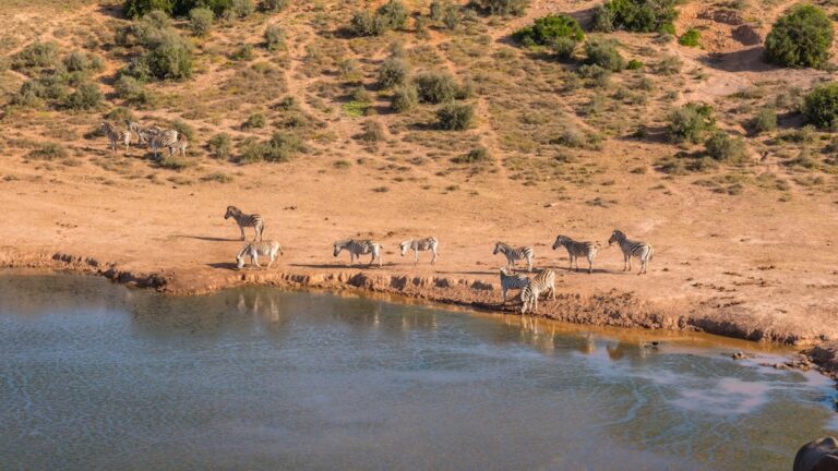 Zebras beim Wasser trinken in der afrikanischen Savanne, typische Tierbeobachtung in Kenia.