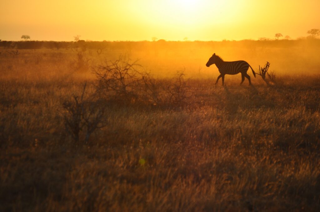 Ein Zebra läuft durch die afrikanische Savanne bei Sonnenuntergang. Perfekte Safari, Tierbeobachtungen in Afrika, Namibia, Botswana.