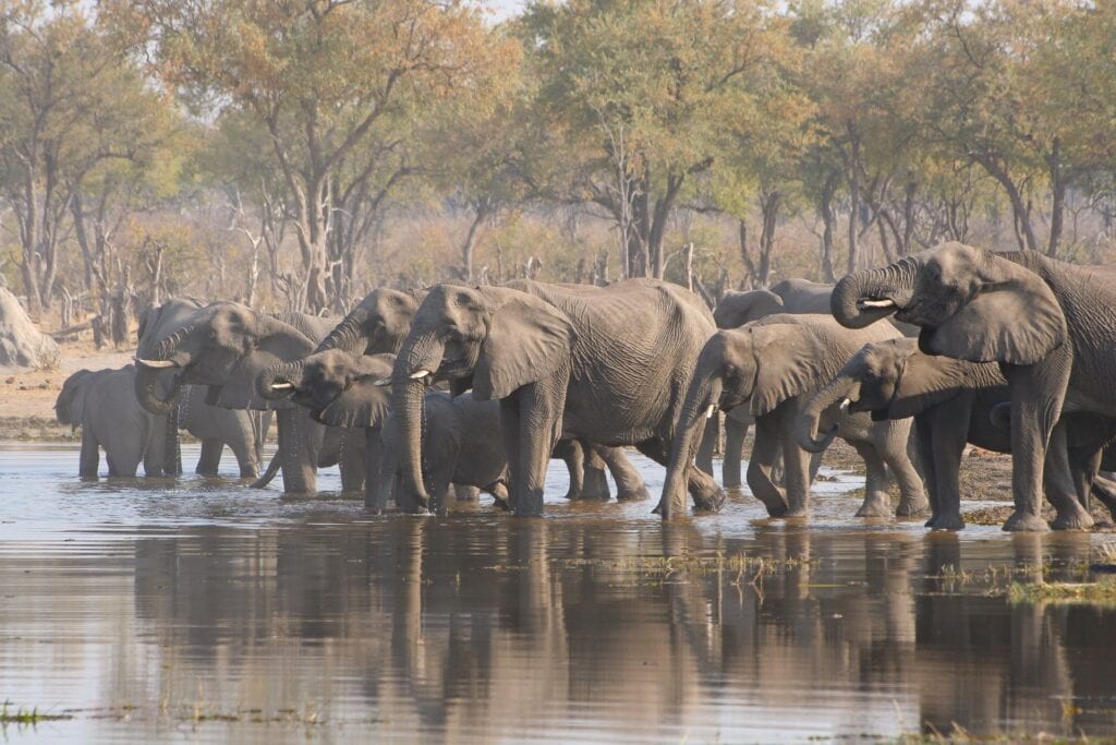 Erlebnisreiche Elefanten am Wasser in Afrika, ideal für Safari- und Tierreise.