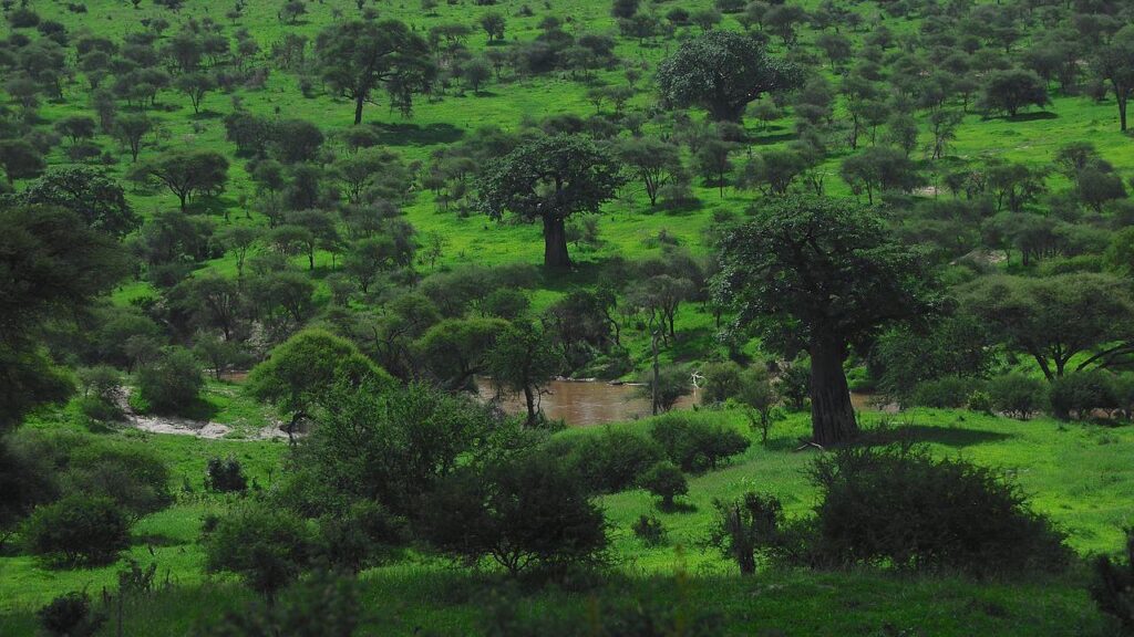 Pferde auf der grünen afrikanischen Savanne, Fluss im Hintergrund, Natur und Tierwelt Afrika.