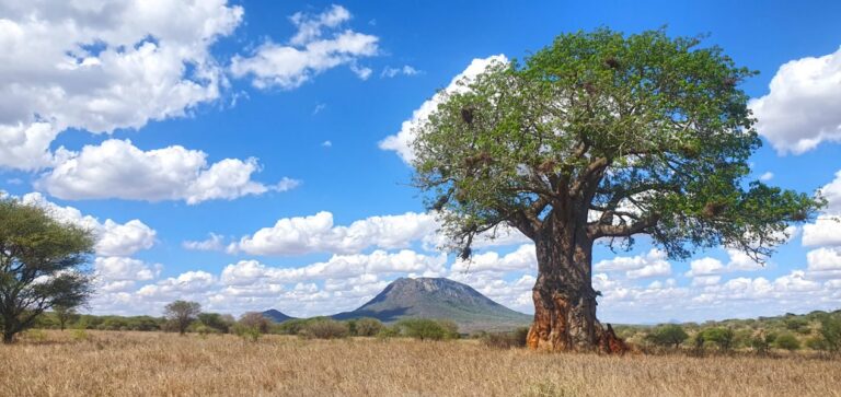 Alt: Zielgerichtete Safari-Entdeckung: Baobab-Baum in der afrikanischen Savanne mit Vulkan im Hintergrund.