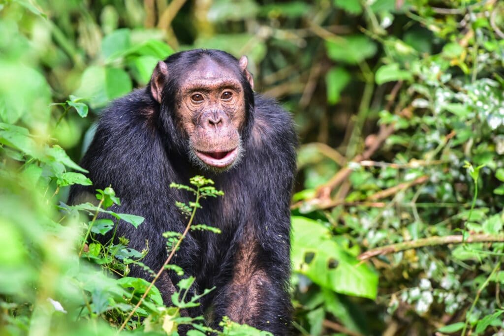 Alte Menschenaffen in den Regenwäldern.