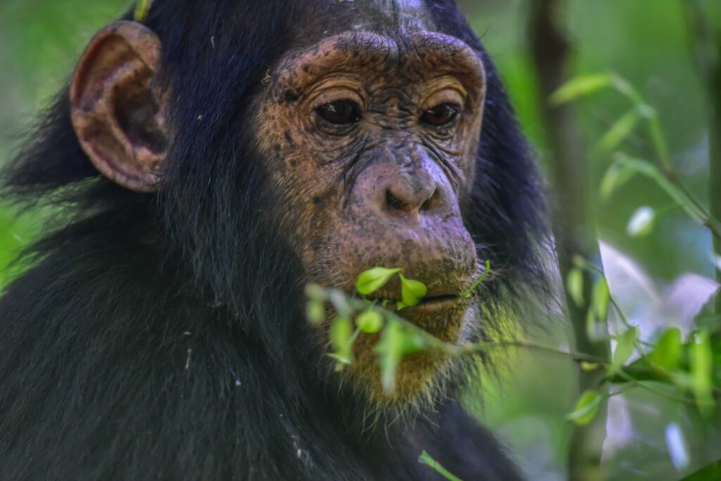 Affe in afrikanischer Natur.