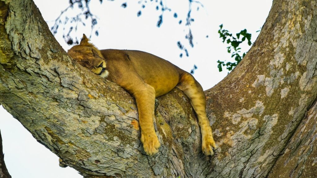 Alt: Löwe schläft entspannt in einem Baum, umgeben von Natur und Afrika Tierwelt.