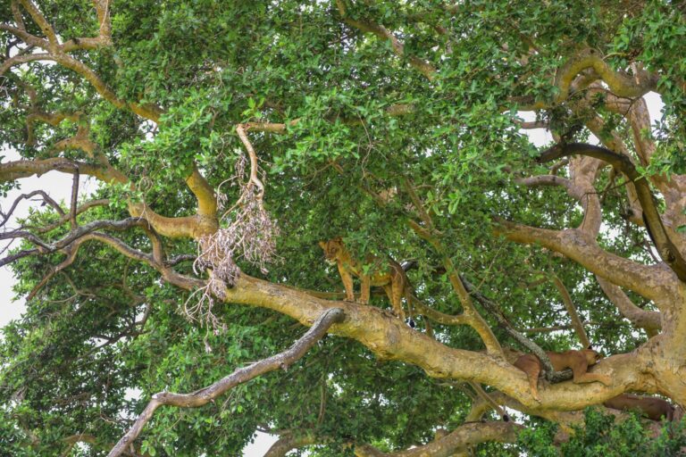 Hochwertige Safari-Abenteuer in Afrika mit Löwen auf Baum.