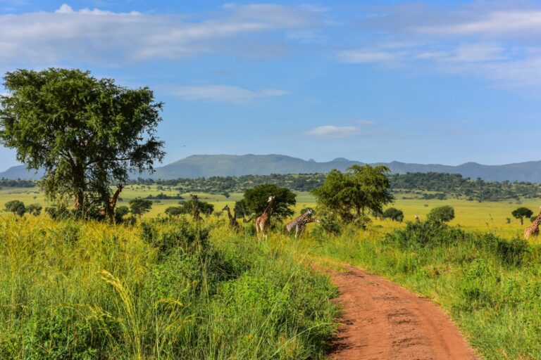 Helle, farbenfrohe Safari-Szene mit Giraffen, grünen Bäumen und weiten Savannenlandschaften in Afrika.