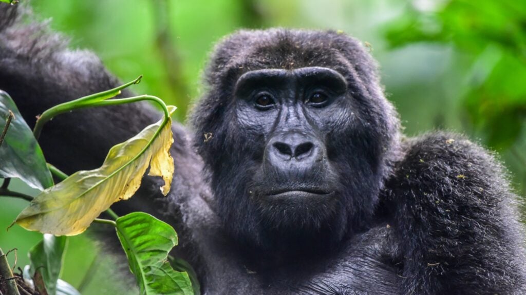 Gorilla in freier Wildbahn im Dschungel.