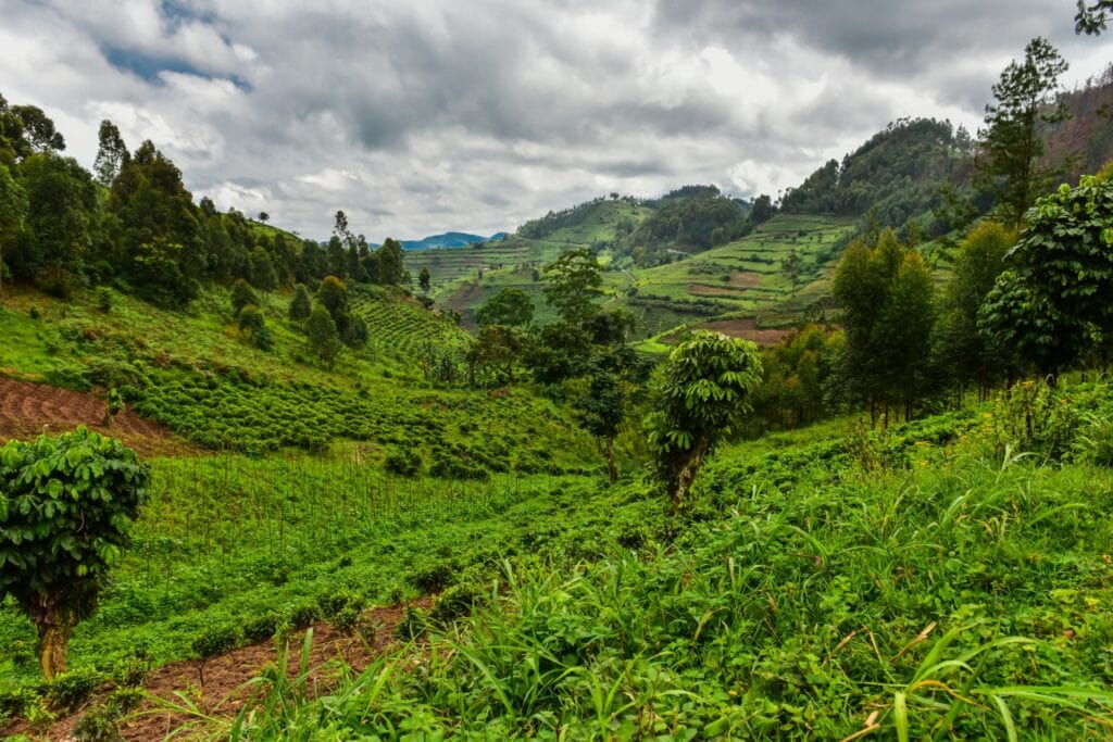 Alteingesessene Kaffeeplantagen in ländlicher Ostafrika, grüne Hügel, bewölkter Himmel.