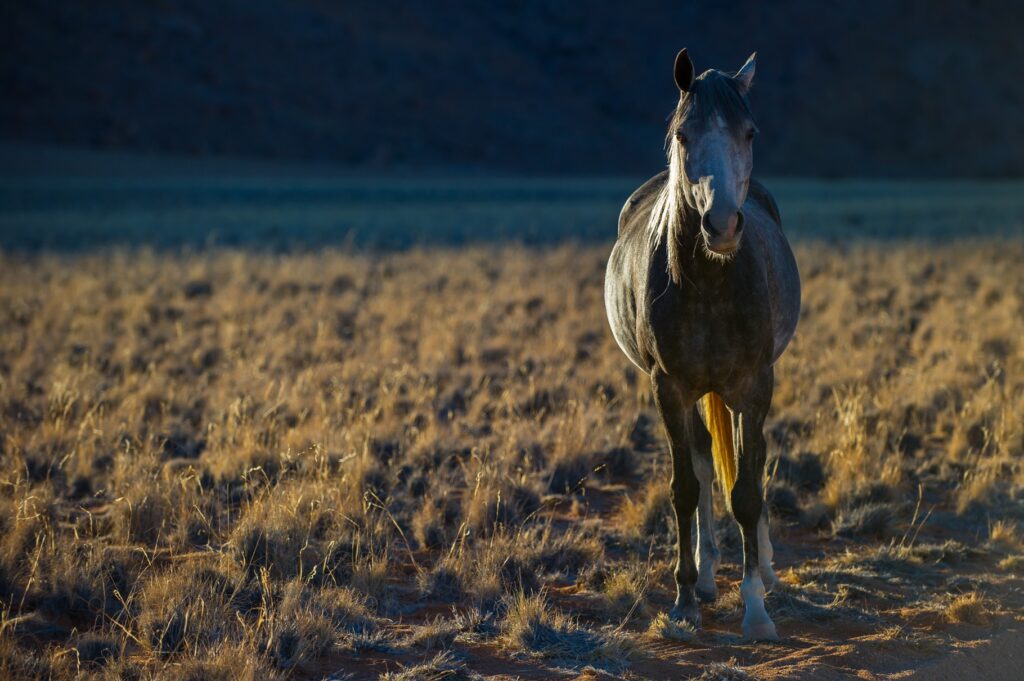 Pferd in afrikanischer Savanne bei Sonnenuntergang.