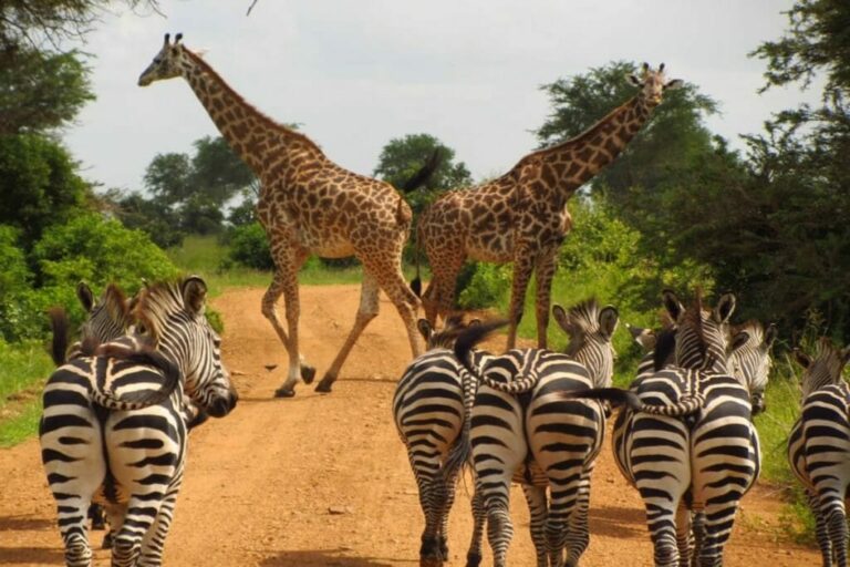 Serengeti Nationalpark
