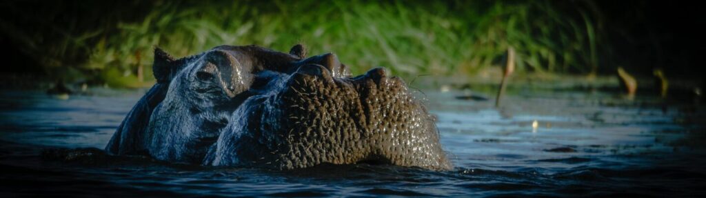 Hippo im Fluss, Wildtiere, Afrika-Reise.