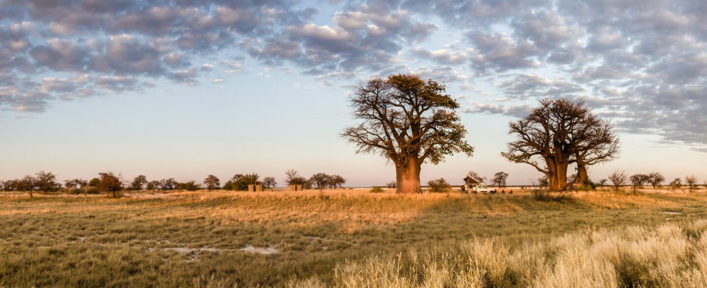 Affenbrotbäume Botswana