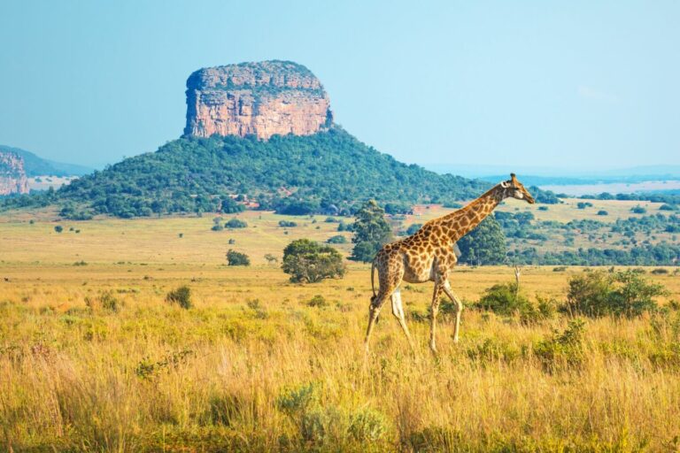 Afrikanische Giraffe