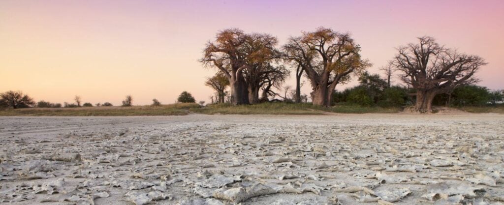 Baobab Bäume im afrikanischen Savannenland.