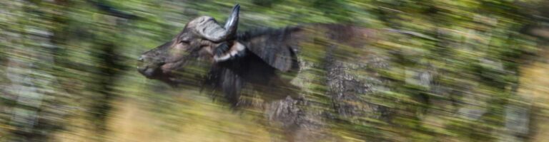 Dikdik in der Serengeti, Tansania.