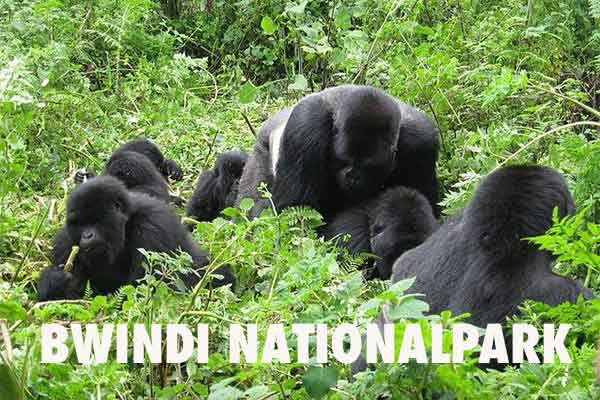 Bwindi Nationalpark