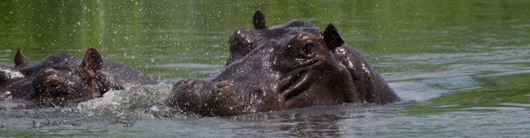Altes Nilpferd im Wasser, Safari in Afrika, Tierbeobachtung an Flussufern.
