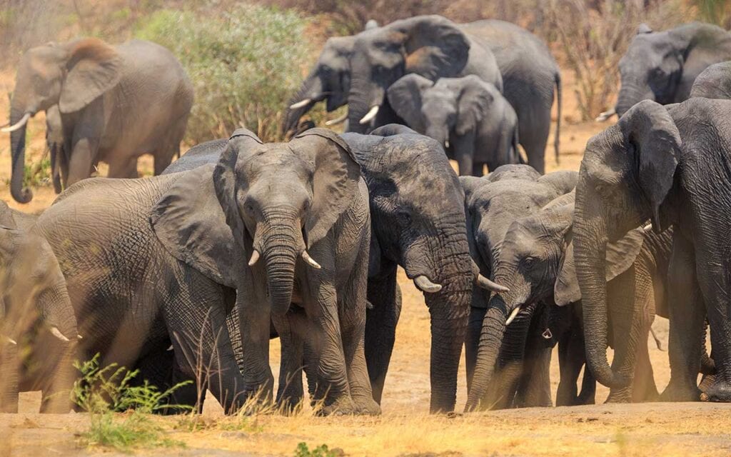 Auffällig beeindruckende Elefantenherde in freier Wildbahn, ideales Reiseziel für Afrikareisen und Safari-Abenteuer.