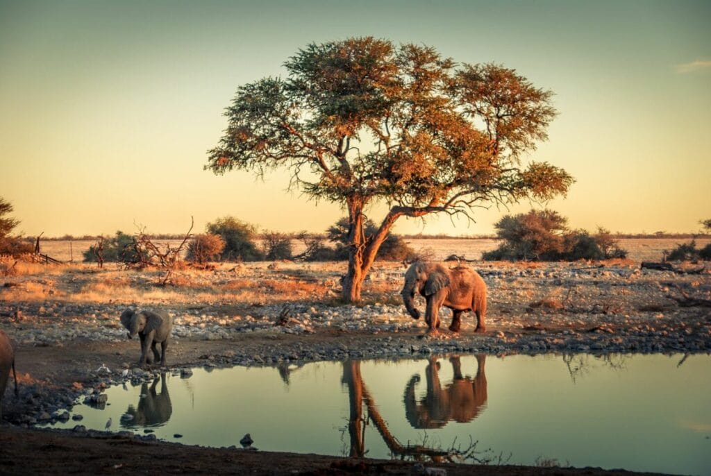Elefanten in der afrikanischen Wildnis, Wasserloch bei Sonnenuntergang, Safari Afrika.
