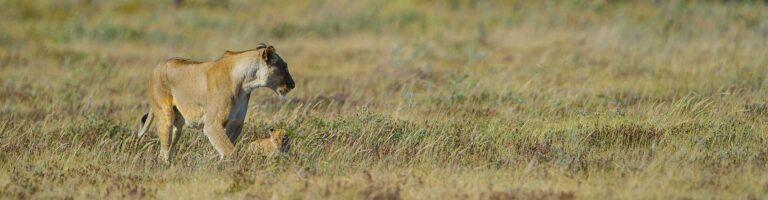 Löwe und Löwenjunges auf Safari in der afrikanischen Savanne, Tierbeobachtung im Wildlife-Afrikaurlaub.