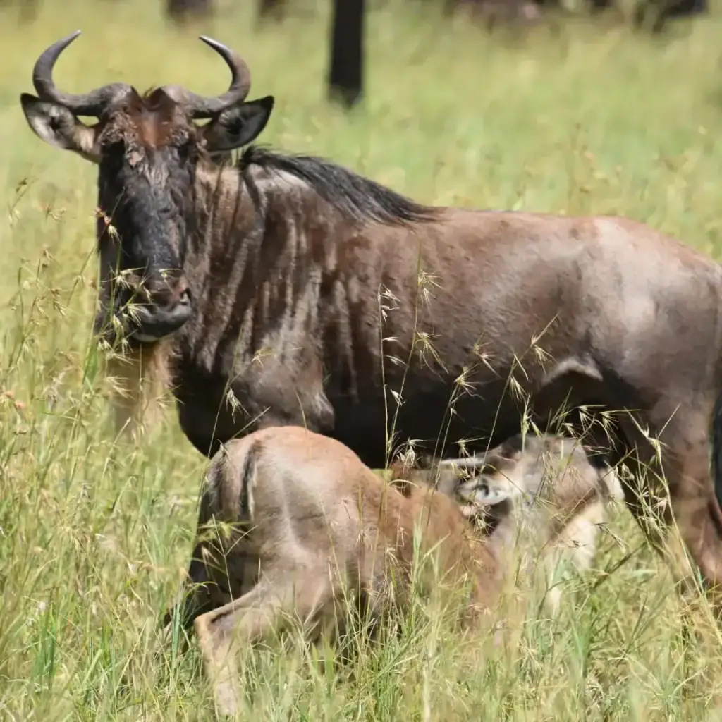 Auffälliger Büffel mit Korpus und Jungtier in der afrikanischen Savanne, ideal für Safari-Reisen.