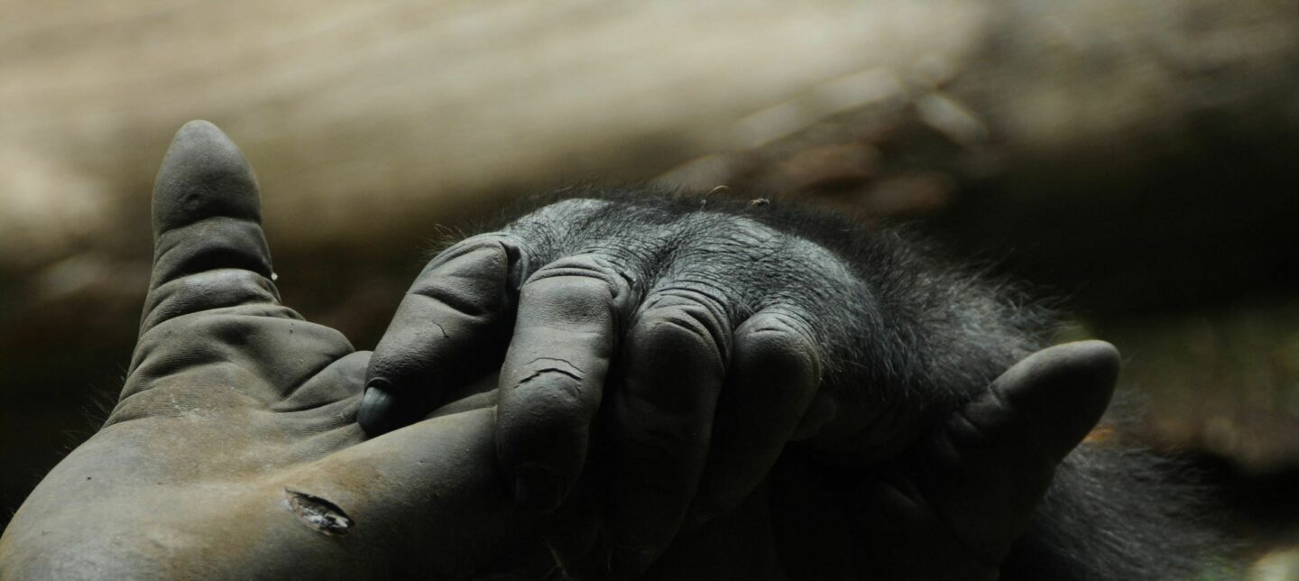 Gorillas in Uganda und Ruanda