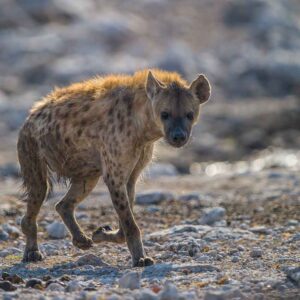 Khaudum Nationalpark - Hyäne