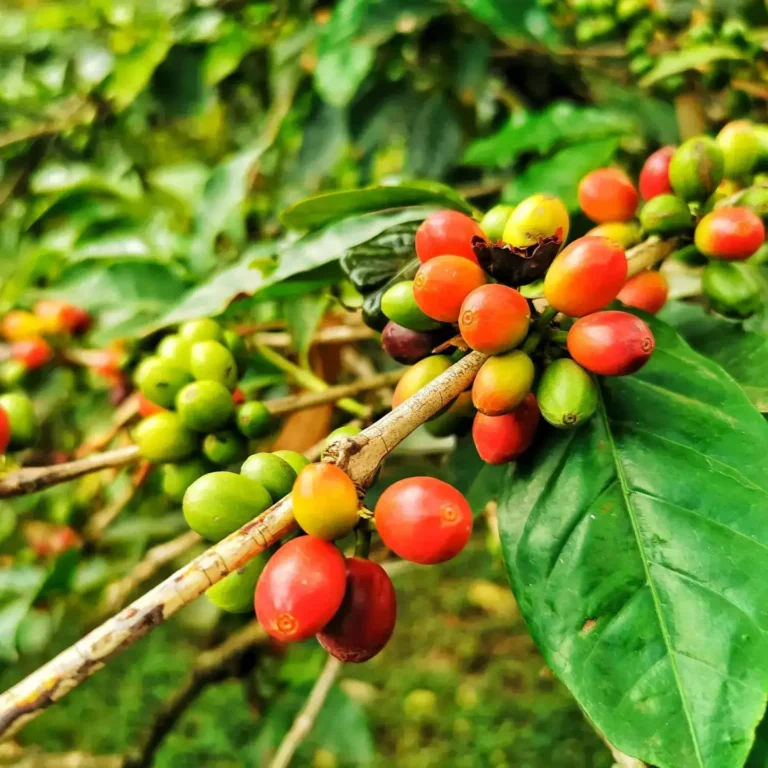 Arusha Nationalpark Kaffee