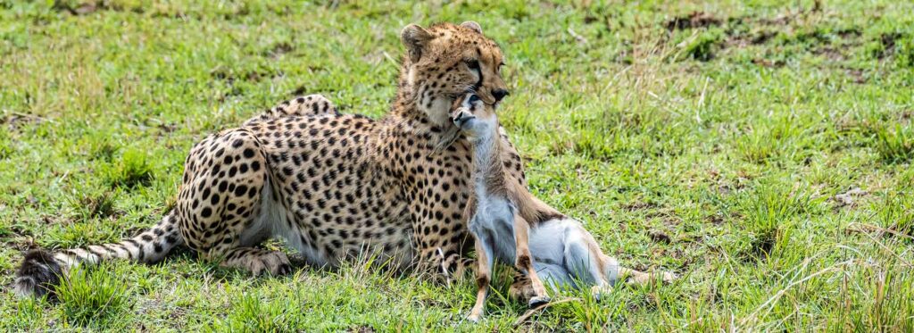 Erlebnisreiche Safari in Afrika mit Löwen und wilden Tieren; perfekt für Afrikareisen und Naturschutz.