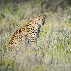 Loepard in Namibia