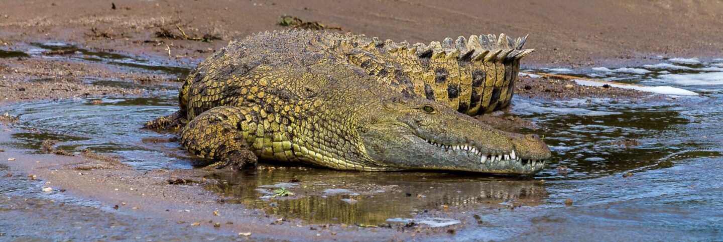 Krokodile in Uganda