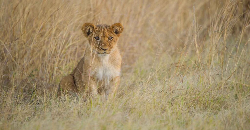 Löwe im Gras der afrikanischen Savanne, wild und majestätisch.