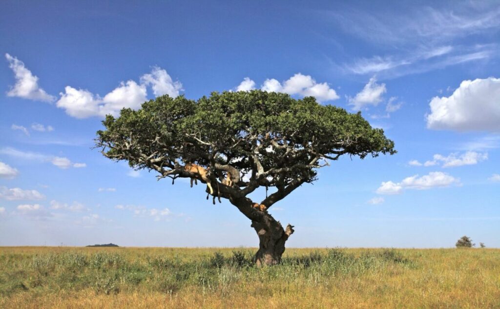 Afrika Reise, Safari, Natur, Weide, Baum, Himmel, Tierwelt.
