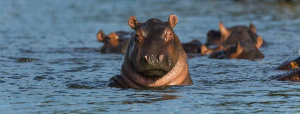 Wasserschwein in seinem natürlichen Lebensraum in Afrika, schwimmend im Wasser mit anderen Wasserhunden.