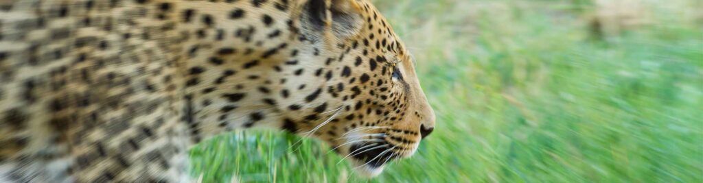 Leopard in freier Natur, Wildlife Africa, Safari Tierschutz.