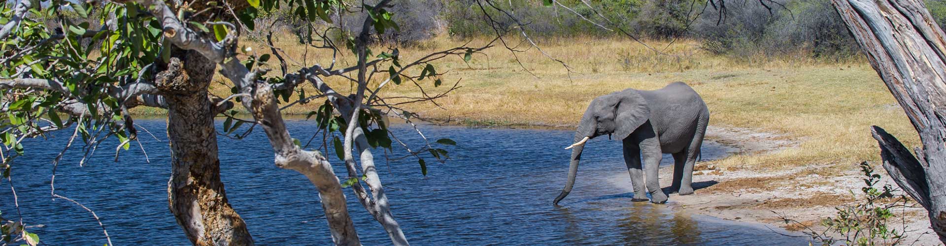 Nordnamibia Elefant am Fluss