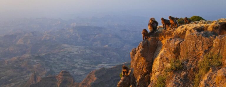Affe auf Bergkante,afrika wild.