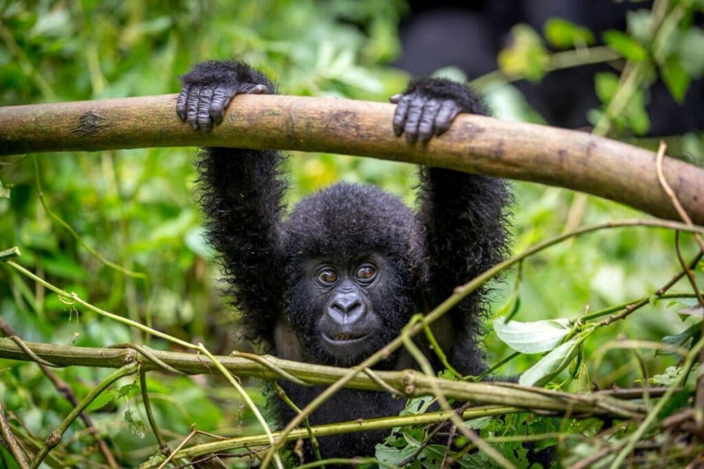 Gorilla im dichten Regenwald, Nahaufnahme, bedrohte Tierart, exotische Tierwelt Afrikas.