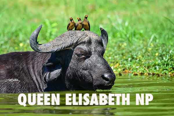 Queen Elisabeth Nationalpark