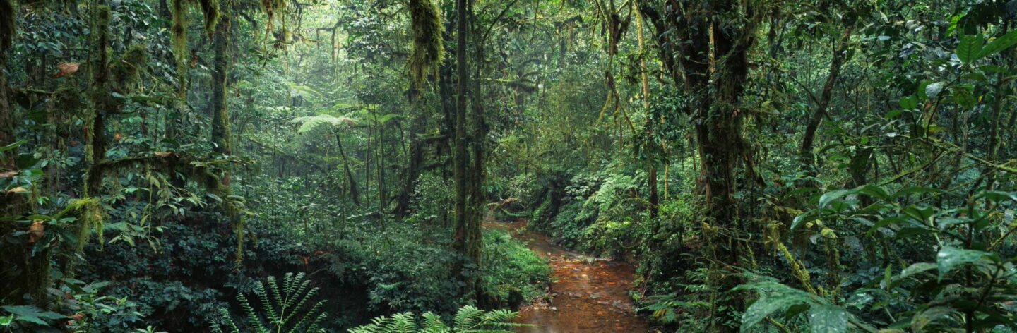 Regenwälder Ugandas
