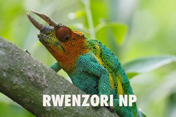 Rwenzori Nationalpark Uganda