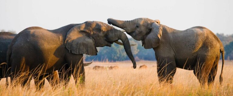 Elefantenfamilie in Afrika, Natur, Safari, Tierwelt.