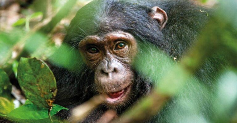 Schimpansen Trecking in Uganda