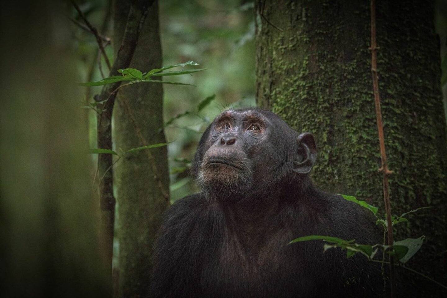 Schimpansen in Uganda und Ruanda